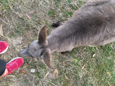 SI with Nola Sep17 (3)